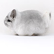 silver chinchilla pictures photos photographs images